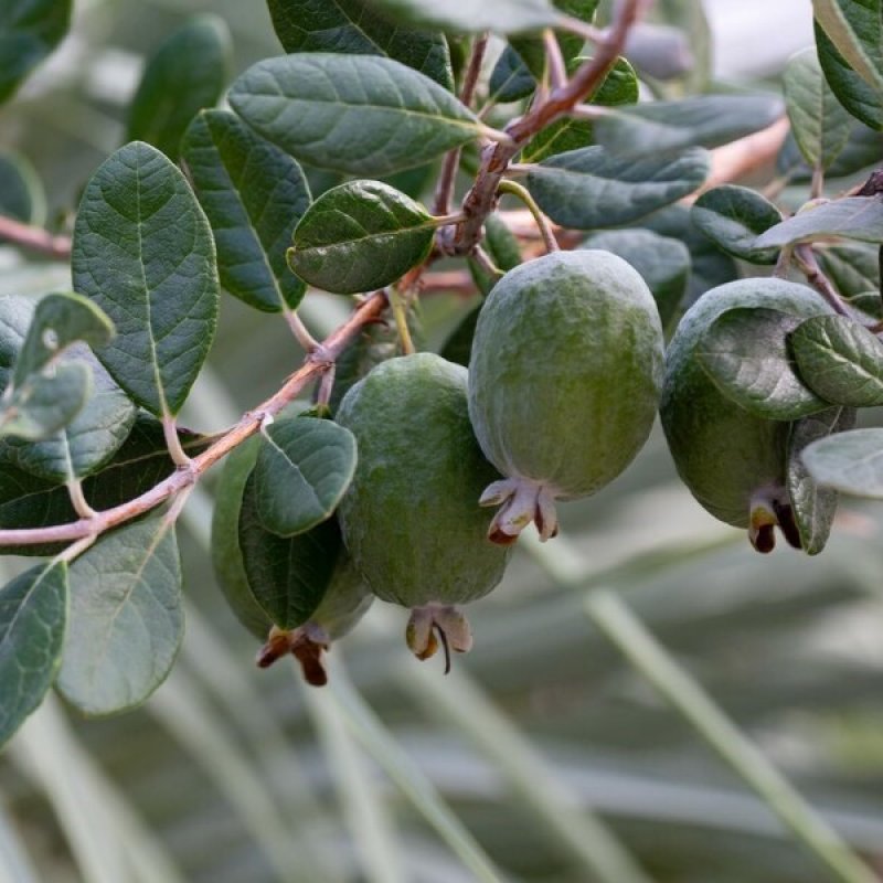Acca Sellowiana Feijoa (Guava ananásová), kont. C3L, výška: 30-40 cm 